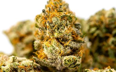 “Houston, we have THCA” – Houston local’s guide to the best flower picks