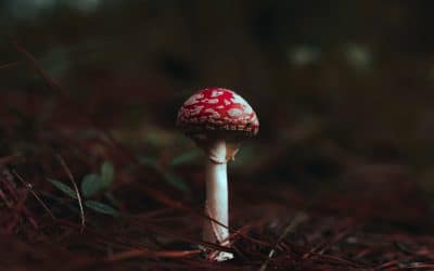 Do Amanita muscaria mushroom gummies make you trip?